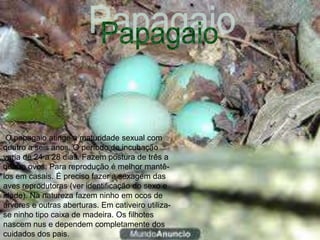 O papagaio atinge a maturidade sexual com
quatro a seis anos. O período de incubação
varia de 24 a 28 dias. Fazem postura de três a
quatro ovos. Para reprodução é melhor mantê-
los em casais. É preciso fazer a sexagem das
aves reprodutoras (ver identificação do sexo e
idade). Na natureza fazem ninho em ocos de
árvores e outras aberturas. Em cativeiro utiliza-
se ninho tipo caixa de madeira. Os filhotes
nascem nus e dependem completamente dos
cuidados dos pais.
 