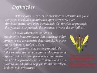 DefiniçõesA flor é uma estrutura de crescimento determinado que é composta por folhas modificadas, quer estrutural quer funcionalmente, com vista à realização das funções de produção dos gametas e de proteção dos mesmos, através dos antófilos.O caule caracteriza-se por um crescimento indeterminado. Em contraste, a flor apresenta um crescimento determinado, já que o seu meristema apical pára de se dividir mitoticamente depois da produção de todos os antófilos ou peças florais. As flores mais especializadas têm um período de crescimento mais curto e produzem um eixo mais curto e um número mais definido de peças florais em relação às flores más primitivas.Diagrama esquemático que mostra as partes da flor. 1: receptáculo floral, 2:sépalas, 3: pétalas, 4: estames, 5:pistilo.