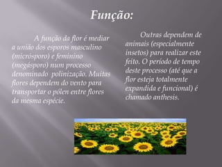Função:         Outras dependem deanimais (especialmente insetos) para realizar este feito. O período de tempo deste processo (até que a flor esteja totalmente expandida e funcional) é chamado anthesis.	A função da flor é mediar a união dos esporos masculino (micrósporo) e feminino (megásporo) num processo denominado  polinização. Muitas flores dependem do vento para transportar o pólen entre flores da mesma espécie. 