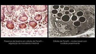 Presença de lisozima em células de Paneth –
regulação da microbiota intestinal
Células de Paneth – núcleo basal com
nucléolo proeminente
 