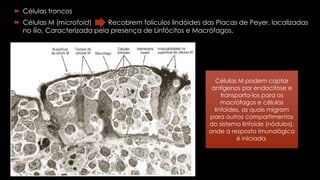  Células troncos
 Células M (microfold) Recobrem folículos lindóides das Placas de Peyer, localizadas
no ílio. Caracterizada pela presença de Linfócitos e Macrófagos.
Células M podem captar
antígenos por endocitose e
transporta-los para os
macrófagos e células
linfoides, as quais migram
para outros compartimentos
do sistema linfoide (nódulos),
onde a resposta imunológica
é iniciada.
 
