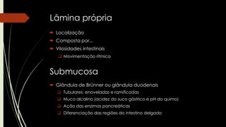 Lâmina própria
 Localização
 Composta por...
 Vilosidades intestinais
 Movimentação rítmica
Submucosa
 Glândula de Brünner ou glândula duodenais
 Tubulares, enoveladas e ramificadas
 Muco alcalino (acidez do suco gástrico e pH do quimo)
 Ação das enzimas pancreáticas
 Diferenciação das regiões do intestino delgado
 