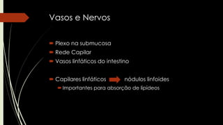 Vasos e Nervos
 Plexo na submucosa
 Rede Capilar
 Vasos linfáticos do intestino
 Capilares linfáticos nódulos linfoides
Importantes para absorção de lipídeos
 
