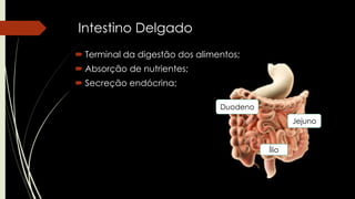 Intestino Delgado
 Terminal da digestão dos alimentos;
 Absorção de nutrientes;
 Secreção endócrina;
Duodeno
Jejuno
Ílio
 