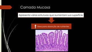 Camada Mucosa
Apresenta várias estruturas que aumentam sua superfície
Área para absorção de nutrientes
 