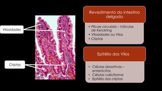 Vilosidades
Criptas
• Plicae circularis – Válvulas
de Kerckring
• Vilosidades ou Vilos
• Criptas
Revestimento do intestino
delgado
Epitélio dos Vilos
• Células absortivas –
enterócitos
• Células caliciforme
• Epitélio das criptas
 