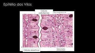 Células absortivas
Epitélio dos Vilos
Células
caliciformes
 