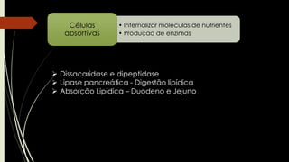 • Internalizar moléculas de nutrientes
• Produção de enzimas
Células
absortivas
 Dissacaridase e dipeptidase
 Lipase pancreática - Digestão lipídica
 Absorção Lipídica – Duodeno e Jejuno
 