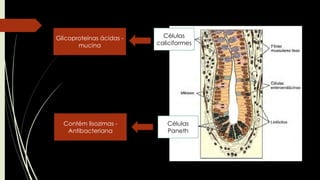 Células
caliciformes
Glicoproteínas ácidas -
mucina
Células
Paneth
Contém lisozimas -
Antibacteriana
 