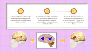 A área de Wernicke, localizada
no lobo temporal esquerdo, é
responsável por compreender a
palavra ouvida.
A informação é então transmitida
por meio de um feixe de fibras
nervosas chamado fascículo
arqueado para a área de Broca,
no lobo frontal.
A área de Broca coordena os
movimentos necessários para
articular a palavra e enviá-la às
áreas motoras envolvidas na
fala.
 
