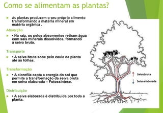 PLANTAS COMO SE ALIMENTAM ... | PPT