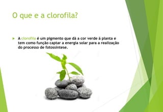 O que e a clorofila?
 A clorofila é um pigmento que dá a cor verde à planta e
tem como função captar a energia solar para a realização
do processo de fotossíntese.
 