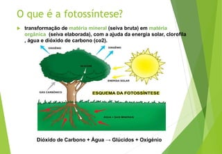 O que é a fotossíntese?
 transformação de matéria mineral (seiva bruta) em matéria
orgânica (seiva elaborada), com a ajuda da energia solar, clorofila
, água e dióxido de carbono (co2).
Dióxido de Carbono + Água → Glúcidos + Oxigénio
 