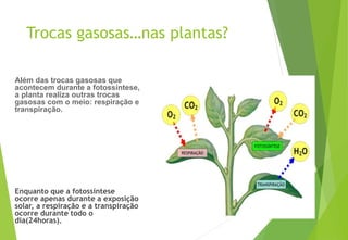 Trocas gasosas…nas plantas?
Além das trocas gasosas que
acontecem durante a fotossíntese,
a planta realiza outras trocas
gasosas com o meio: respiração e
transpiração.
Enquanto que a fotossíntese
ocorre apenas durante a exposição
solar, a respiração e a transpiração
ocorre durante todo o
dia(24horas).
 