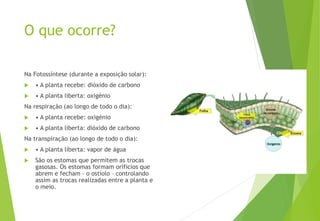 O que ocorre?
Na Fotossíntese (durante a exposição solar):
 • A planta recebe: dióxido de carbono
 • A planta liberta: oxigénio
Na respiração (ao longo de todo o dia):
 • A planta recebe: oxigénio
 • A planta liberta: dióxido de carbono
Na transpiração (ao longo de todo o dia):
 • A planta liberta: vapor de água
 São os estomas que permitem as trocas
gasosas. Os estomas formam oríficios que
abrem e fecham – o ostíolo – controlando
assim as trocas realizadas entre a planta e
o meio.
 