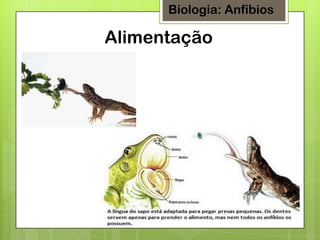 Biologia: Anfíbios

Alimentação

 