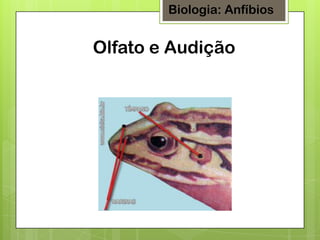 Biologia: Anfíbios

Olfato e Audição

 