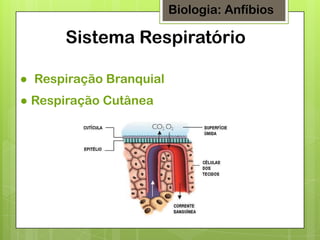 Biologia: Anfíbios

Sistema Respiratório
● Respiração Branquial
● Respiração Cutânea

 