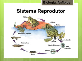 Biologia: Anfíbios

Sistema Reprodutor

 