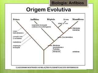 Biologia: Anfíbios

Origem Evolutiva

 