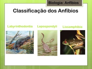 Biologia: Anfíbios

Classificação dos Anfíbios
Labyrinthodontia

Lepospondyli

Lissamphibia

 