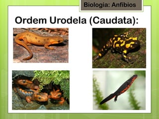 Biologia: Anfíbios

Ordem Urodela (Caudata):

 