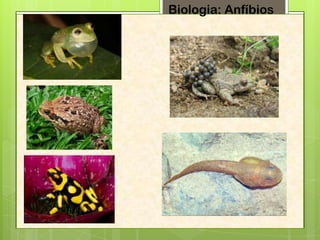 Biologia: Anfíbios

 