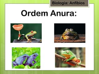 Biologia: Anfíbios

Ordem Anura:

 
