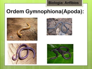 Biologia: Anfíbios

Ordem Gymnophiona(Apoda):

 