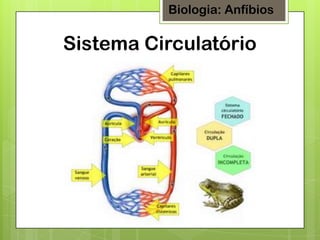 Biologia: Anfíbios

Sistema Circulatório

 