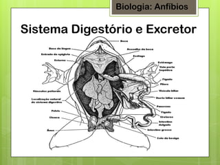 Biologia: Anfíbios

Sistema Digestório e Excretor

 