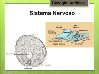 Biologia: Anfíbios

Sistema Nervoso

 