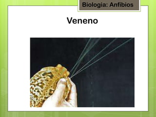Biologia: Anfíbios

Veneno

 