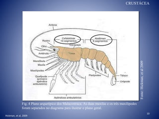 Fig. 4 Plano arquetípico dos Malacostraca. As duas maxilas e os três maxilipedes
foram separados no diagrama para ilustrar o plano geral.
Fonte:Hickman,etal2009
CRUSTÁCEA
10
Hickman, et al, 2009
 