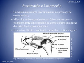 Sustentação e Locomoção
– Camadas musculares não funcionam na presença de
exoesqueleto;
– Músculos estão organizados em feixes curtos que se
estendem entre um segmento do corpo e outro ou através
das articulações dos apêndices.
– Extensão e flexão – contração muscular e cutícula agem
juntas – sistema de alavanca;
11
Fig. 5 Ilustração mostrando o processo de movimento dos apendices
Ruppert, et al, 2005
Fonte:Ruppert,etal,2005
CRUSTÁCEA
 