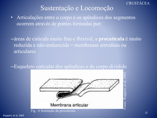 Sustentação e Locomoção
• Articulações entre o corpo e os apêndices dos segmentos
ocorrem através de pontes formadas por:
–áreas de cutícula muito fina e flexível, a procuticula é muito
reduzida e não-endurecida = membranas artrodiais ou
articulares
–Esqueleto cuticular dos apêndices e do corpo dividido
12
Fig . 6 Ilustração da procuticula
Fonte:Ruppert,etal,2005
Ruppert, et al, 2005
CRUSTÁCEA
 