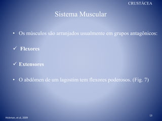 Sistema Muscular
• Os músculos são arranjados usualmente em grupos antagônicos:
 Flexores
 Extensores
• O abdômen de um lagostim tem flexores poderosos. (Fig. 7)
CRUSTÁCEA
13
Hickman, et al, 2009
 