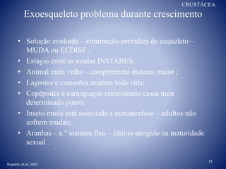Exoesqueleto problema durante crescimento
• Solução evoluída – eliminação periódica do esqueleto –
MUDA ou ECDISE ;
• Estágio entre as mudas INSTARES;
• Animal mais velho - comprimento instares maior ;
• Lagostas e camarões mudam toda vida;
• Copépodes e caranguejos crescimento cessa num
determinado ponto;
• Inseto muda está associada a metamorfose – adultos não
sofrem mudas;
• Aranhas – n.º instares fixo – último atingido na maturidade
sexual .
15
Ruppert, et al, 2005
CRUSTÁCEA
 