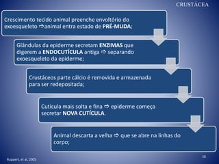 CRUSTÁCEA
Crescimento tecido animal preenche envoltório do
exoesqueleto animal entra estado de PRÉ-MUDA;
Glândulas da epiderme secretam ENZIMAS que
digerem a ENDOCUTÍCULA antiga  separando
exoesqueleto da epiderme;
Crustáceos parte cálcio é removida e armazenada
para ser redepositada;
Cutícula mais solta e fina  epiderme começa
secretar NOVA CUTÍCULA.
Animal descarta a velha  que se abre na linhas do
corpo;
Ruppert, et al, 2005
16
 