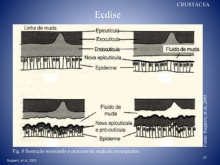Ecdise
CRUSTÁCEA
Fig. 8 Ilustração mostrando o processo de muda do exoesqueleto
Fonte:Ruppert,etal,2005
Ruppert, et al, 2005
17
 