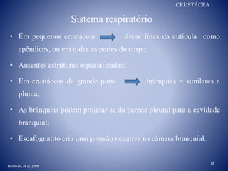 Sistema respiratório
• Em pequenos crustáceos áreas finas da cutícula como
apêndices, ou em todas as partes do corpo;
• Ausentes estruturas especializadas;
• Em crustáceos de grande porte brânquias = similares a
pluma;
• As brânquias podem projetar-se da parede pleural para a cavidade
branquial;
• Escafognatito cria uma pressão negativa na câmara branquial.
CRUSTÁCEA
Hickman, et al, 2009
18
 