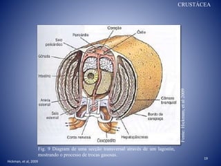 19
Fig. 9 Diagram de uma secção transversal através de um lagostin,
mostrando o processo de trocas gasosas.
Fonte:Hickman,etal2009
Hickman, et al, 2009
CRUSTÁCEA
 
