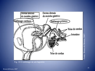 Brusca & Brusca, 2007
Fig. 10 O estômago de um lagostim
Fonte:Brusca&Brusca,2007
21
 