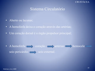 Sistema Circulatório
• Aberto ou lacunar;
• A hemolinfa deixa o coração através das artérias;
• Um coração dorsal é o órgão propulsor principal;
• A hemolinfa coração artérias hemocele
seio pericárdio seio external.
CRUSTÁCEA
22
Hickman, et al, 2009
 