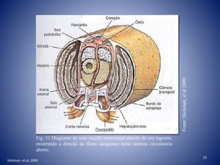 23
Fig. 11 Diagrama de uma secção transversal através de um lagostin,
mostrando a direção do fluxo sanguíneo neste sistema circulatório
aberto.
Fonte:Hickman,etal2009
Hickman, et al, 2009
 