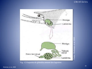 Hickman, et al, 2009
Fig. 12 Esquema de glândula antenal dos lagostins
Fonte:Hickman,etal2009
CRUSTÁCEA
25
 
