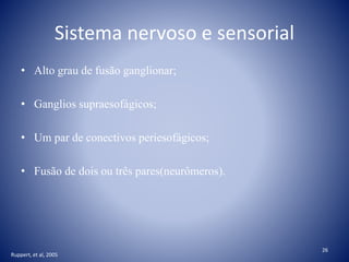 Sistema nervoso e sensorial
• Alto grau de fusão ganglionar;
• Ganglios supraesofágicos;
• Um par de conectivos periesofágicos;
• Fusão de dois ou três pares(neurômeros).
Ruppert, et al, 2005
26
 