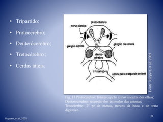 • Tripartido:
• Protocerebro;
• Deuterócerebro;
• Tretocérebro ;
• Cerdas táteis.
Fig. 13 Protocérebro: fotorrecepção e movimentos dos olhos;
Deutorecérebro: recepção dos estímulos das antenas;
Tritocérebro: 2º pr de ntenas, nervos da boca e do trato
digestivo.
Fonte:Ruppert,etal,2005
Ruppert, et al, 2005
27
 