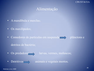 Alimentação
• A mandíbula e maxilas;
• Os maxilípedes;
• Comedores de partículas em suspensão plânctons e
detritos de bactéria;
• Os predadores larvas, vermes, moluscos;
• Detritivos animais e vegetais mortos.
28
CRUSTÁCEA
Hickman, et al, 2009
 