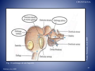 29
Fig. 14 estômago de um lagostin
Fonte:Hickman,etal2009
CRUSTÁCEA
Hickman, et al, 2009
 